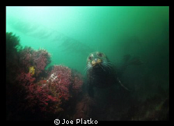 One of the many curious seals that came to check us out o... by Joe Platko 